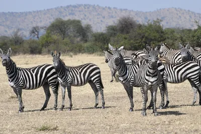 DSC_3473 (Large).JPG